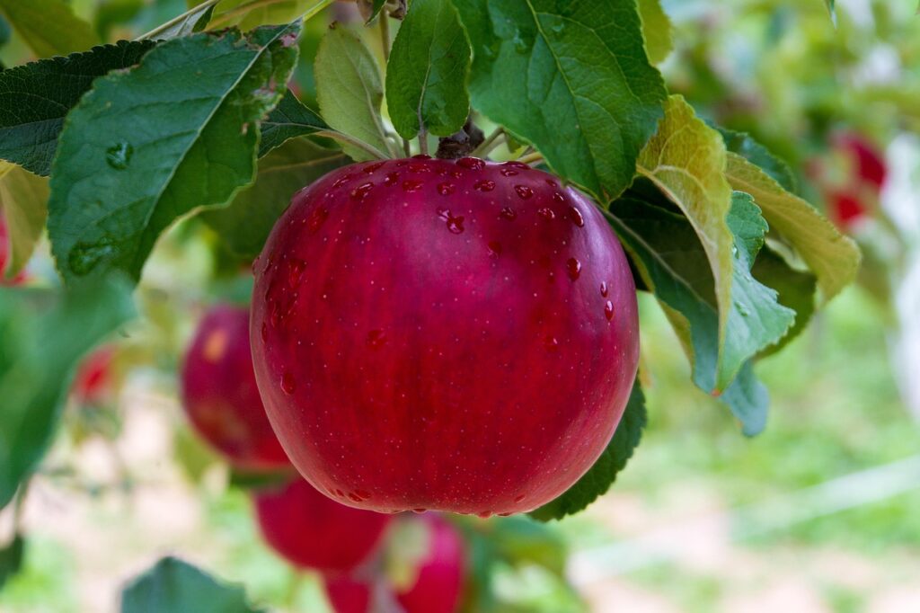 Apples